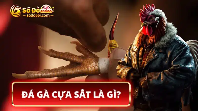 Đá gà cựa sắt là gì?