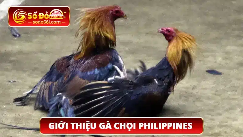 Giới thiệu gà chọi Phillippines