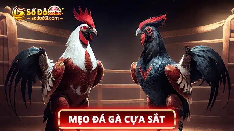 Mẹo đá gà cựa sắt