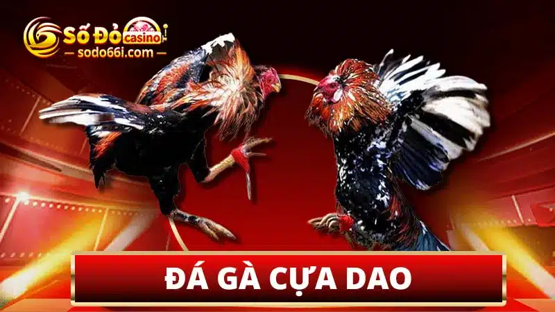 Tìm hiểu đá gà cựa dao tại Sodo66