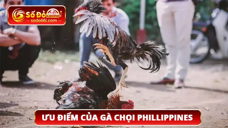 Ưu điểm nổi bật của gà chọi Phillippines tại SODO66